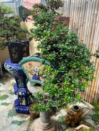 Nhà vườn không có thời gian chăm sóc nên cần thanh lý