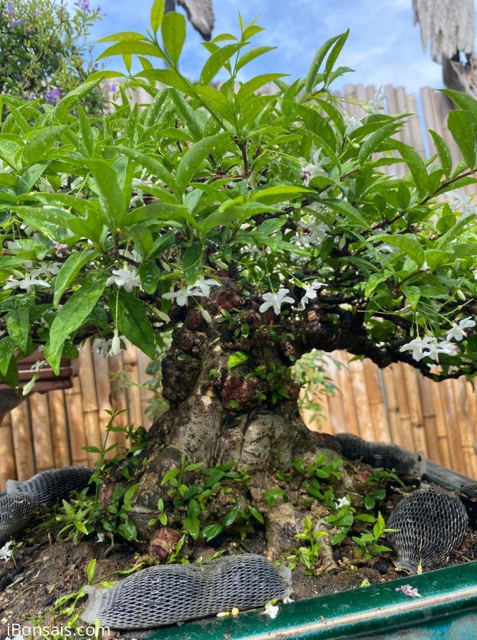 Nhà vườn không có thời gian chăm sóc nên cần thanh lý