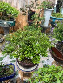 Nhà vườn không có thời gian chăm sóc nên cần thanh lý