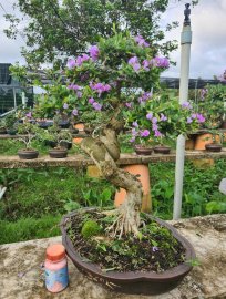 Giao lưu lô 5 cây linh sam siêu hoa rin, lắc quái