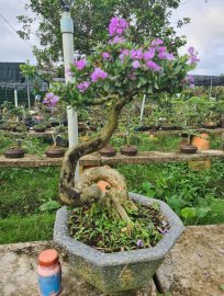 Giao lưu lô 5 cây linh sam siêu hoa rin, lắc quái