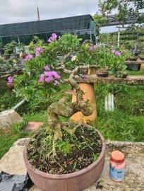 Giao lưu lô 5 cây linh sam siêu hoa rin, lắc quái