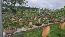 Giao lưu lô 5 cây linh sam siêu hoa rin, lắc quái
