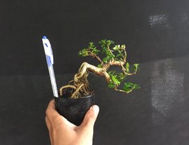 Gl ae sam hương 270k bao síp