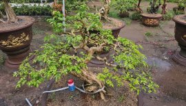 Nguyệt quế hoa chùm cao 70 tàn 110