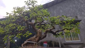 Nguyệt quế hoa chùm cao 70 tàn 110