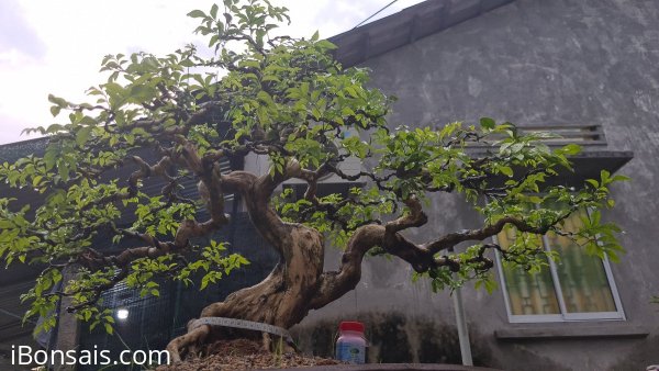 Nguyệt quế hoa chùm cao 70 tàn 110