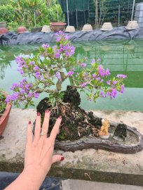 Tiểu cảnh linh sam siêu hoa giao lưu cả nhà