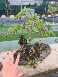 Tiểu cảnh linh sam siêu hoa giao lưu cả nhà