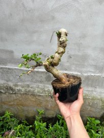 Sam hương siêu quái