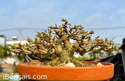Một điển hình cho CỔ - KỲ - MỸ ( 10cm )