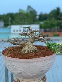 Mai chiếu thủy lá trung chia sẻ ae