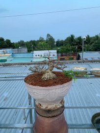 Mai chiếu thủy lá trung chia sẻ ae
