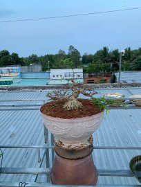 Mai chiếu thủy lá trung chia sẻ ae