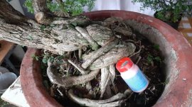 Em linh sam siêu bông!! Cây to giá nhỏ