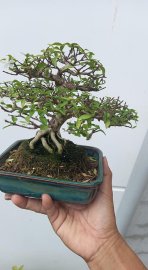 Mai chiếu thủy mini !!
