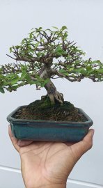 Mai chiếu thủy mini !!