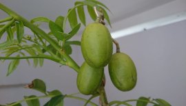 Em Cóc Rừng ghép Cóc Thái sai trái...