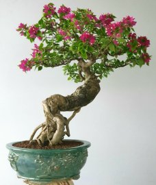 Một cây hoa giấy già thân thanh thoát tay cành bài bản dày hoa
