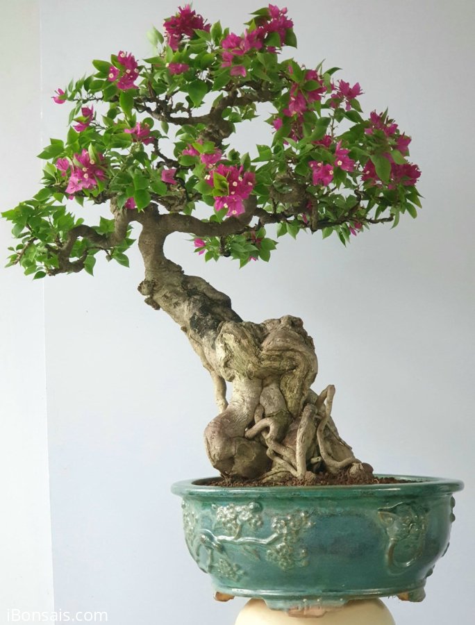 Một cây hoa giấy già thân thanh thoát tay cành bài bản dày hoa