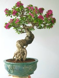 Một cây hoa giấy già thân thanh thoát tay cành bài bản dày hoa