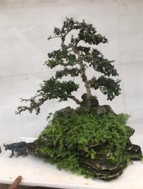 Tiểu cảnh sam núi trái trên đá san hô