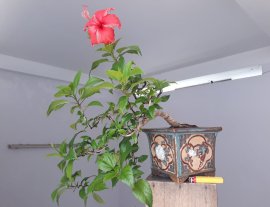 Bông Bụt đỏ lại ra hoa...