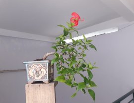Bông Bụt đỏ lại ra hoa...