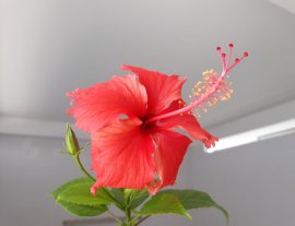 Bông Bụt đỏ lại ra hoa...