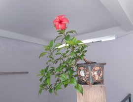 Bông Bụt đỏ lại ra hoa...