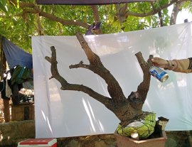 Giao lưu cây cốt bay đẹp, giá 600k