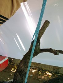 Giao lưu cây cốt bay đẹp, giá 600k