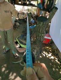Giao lưu cây cốt bay đẹp, giá 600k