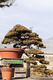 Itoigawa vàng Japan.