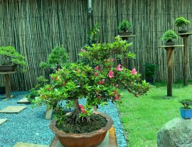 Em Quyên xin chào cả nhà