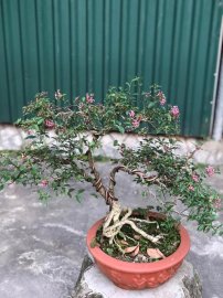 Hồng Ngọc mai đang rất nhiều hoa