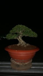 Mai chiếu thủy lá trung H22 C22