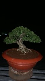 Mai chiếu thủy lá trung H22 C22
