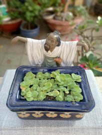 Vườn thiền cảnh vắng cỏ hoa thơm