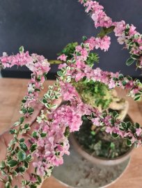 Cần thăng cẩm thạch lá hồng như hoa