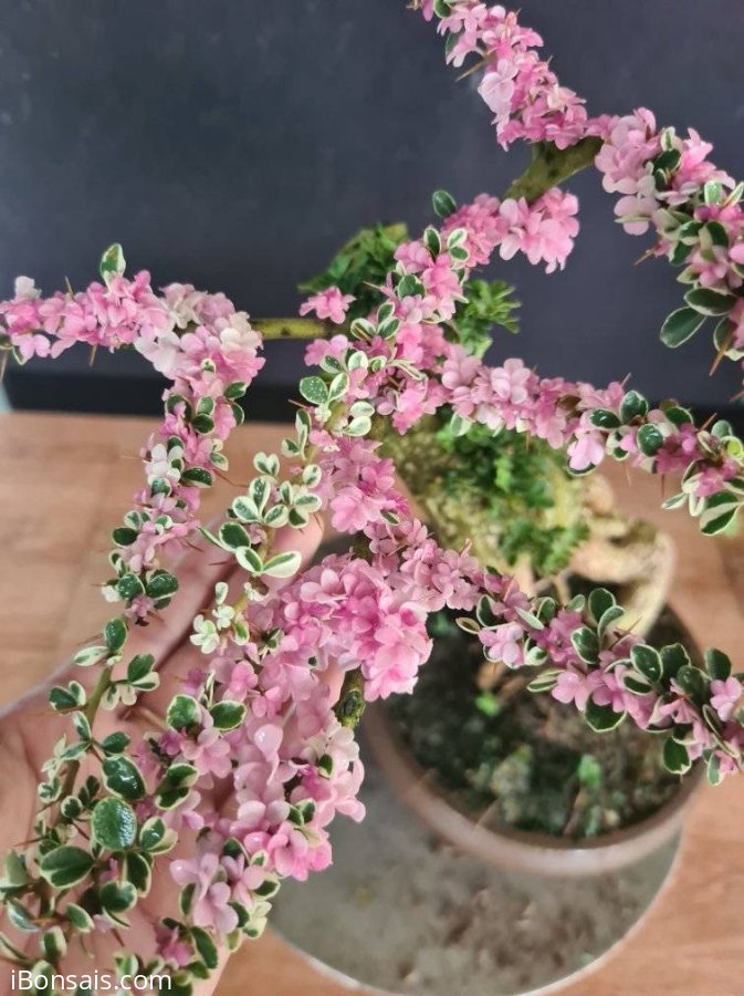 Cần thăng cẩm thạch lá hồng như hoa