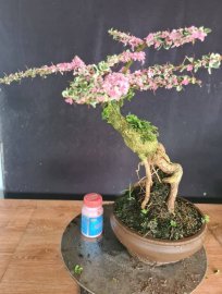 Cần thăng cẩm thạch lá hồng như hoa