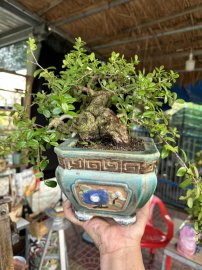 Củ châu lá nhỏ mini