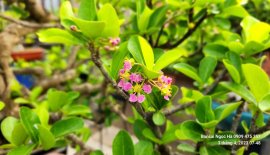 Sơry được mùa hoa