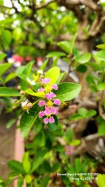 Sơry được mùa hoa