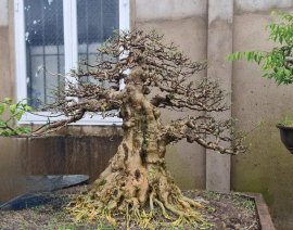 Mai chiếu thủy trên đường hoàn thiện