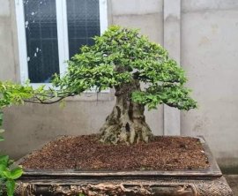 Mai chiếu thủy trên đường hoàn thiện