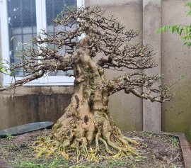 Mai chiếu thủy trên đường hoàn thiện