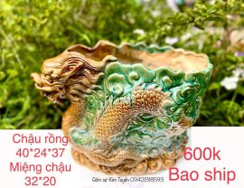 Chậu rồng