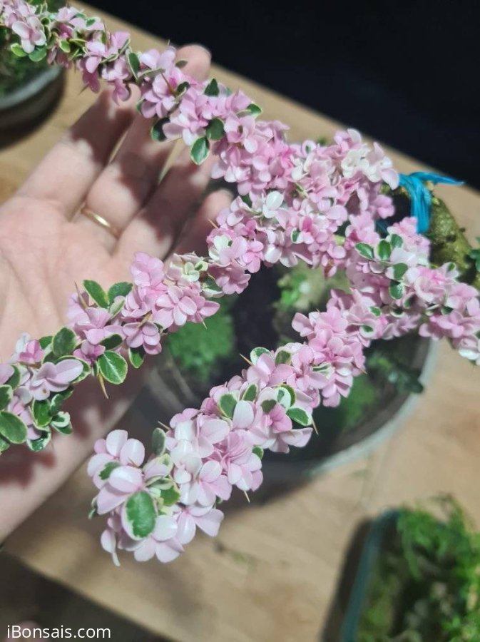 Cần thăng cẩm thạch đọt hồng lá quá đẹp
